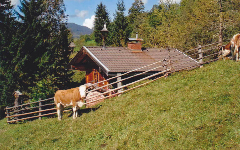 Almhütte Wagrain im Grünen mit weidenden Kühen, umgeben von Bergen und Wald, Natururlaub